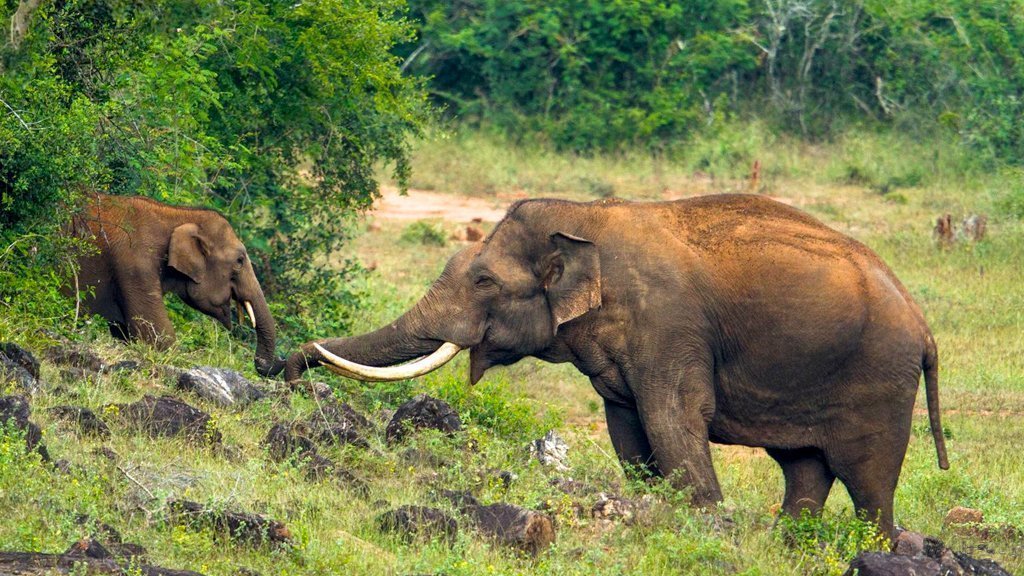 Threats to the Elephants