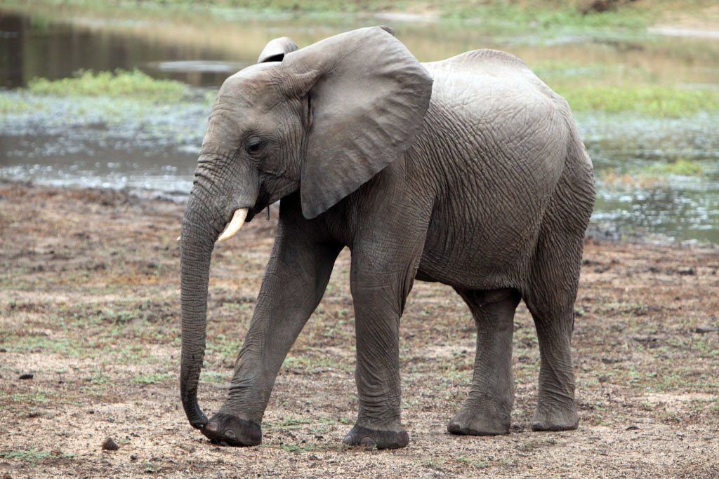 How to Conserve Elephants?